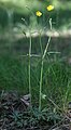 Однолучевой верхоцветник лютика едкого (Ranunculus acris)