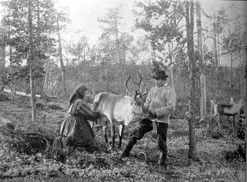 Файл:Reindeer milking.jpg