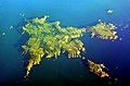 The real island of Sark