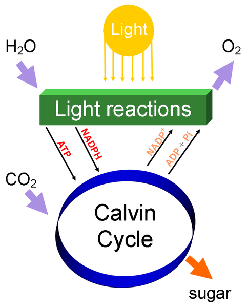 File:Simple photosynthesis overview.PNG