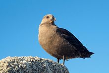 Brownish seabird with hooked bill perching on lichen-encrusted rock