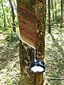 Image 3Latex collecting from a rubber tree (Hevea brasiliensis) (from Tree)