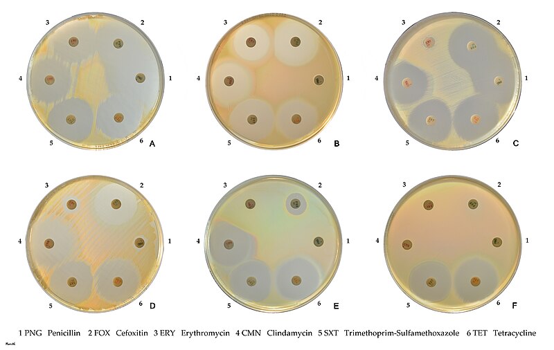 File:Staphylococcus aureus susceptibility.jpg