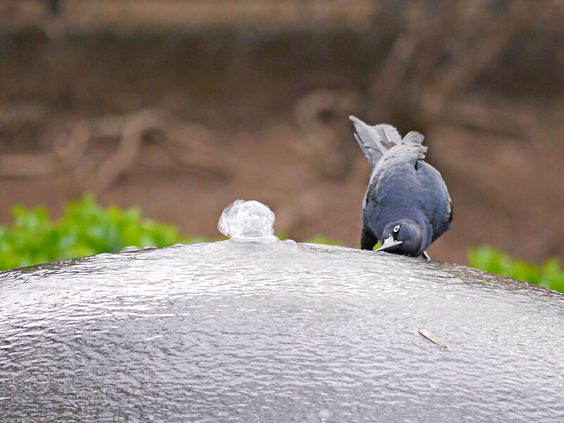 Файл:Thirsty (8387794451).jpg