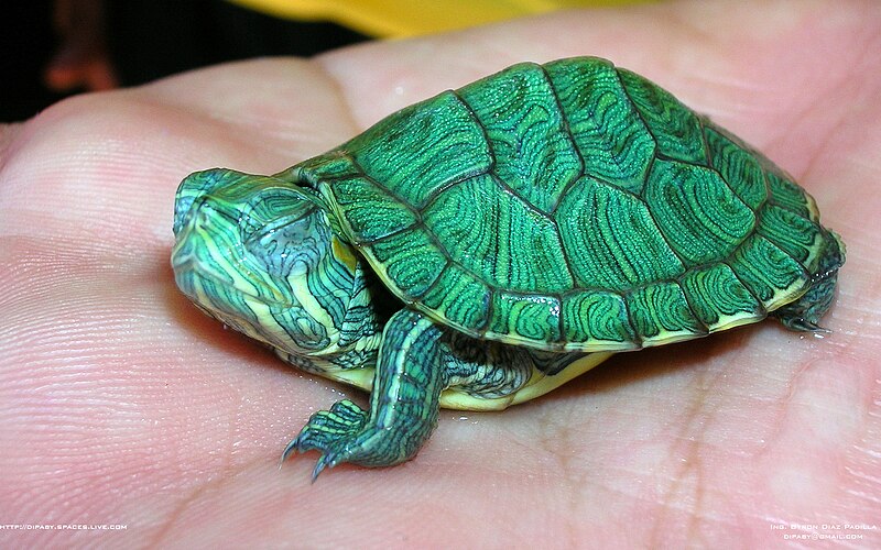 File:Trachemys Scripta Elegans 02.jpg