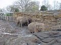 Indian elephants