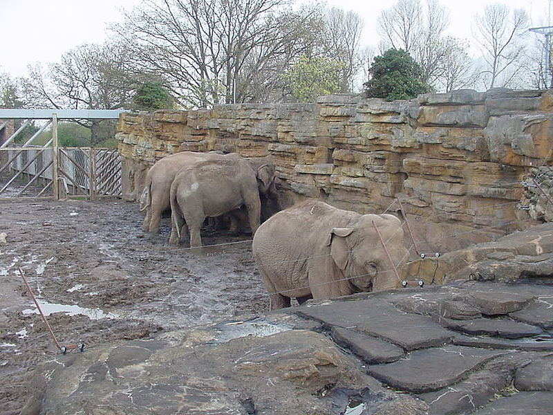 File:Aa chesterzoo elephants 00.jpg