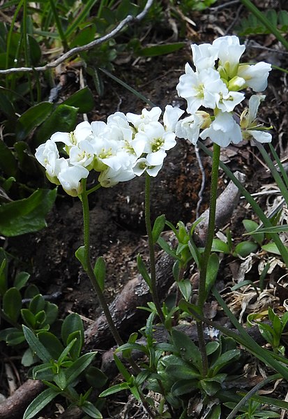 File:Arabis vochinensis RF.jpg