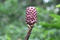 Arum plant