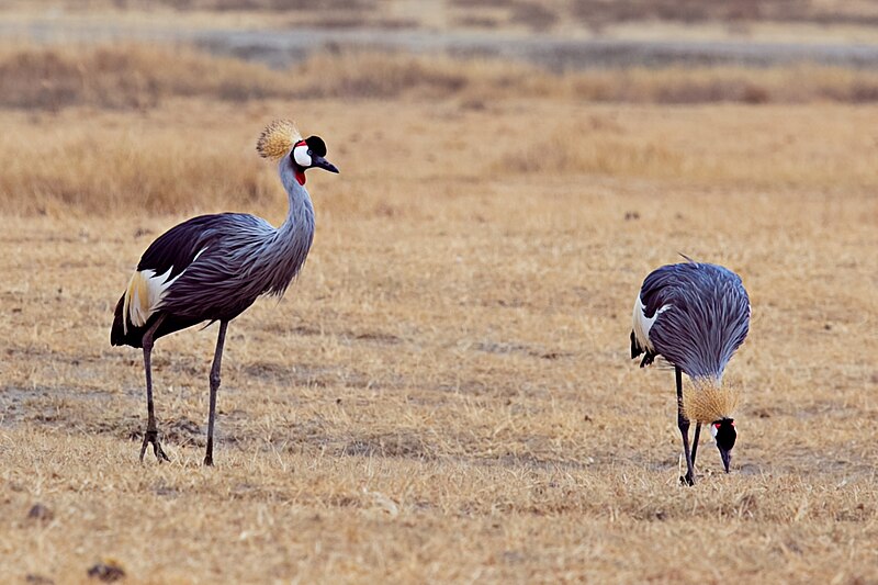 File:Balearica regulorum -Tanzania-8.jpg