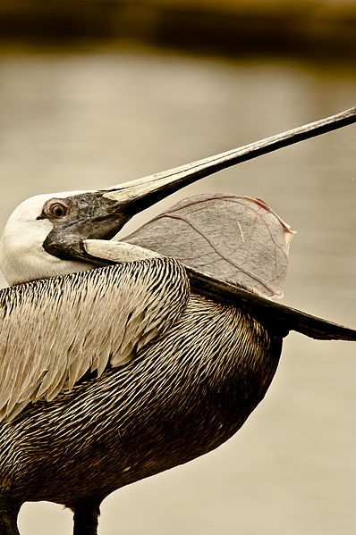 File:Brown Pelican open mouth.JPG