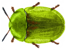 Cassida denticollis Suffrian, 1844.png