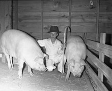 A boy with two Chester Whites raised as part of 4-H in Texas, circa 1940