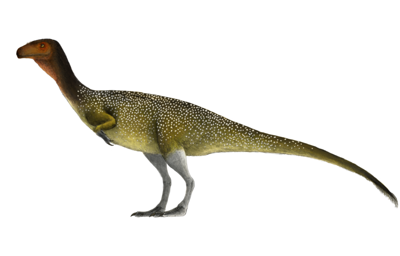 Файл:Chilesasaurus.png