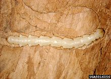 Eablarva.jpg