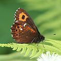 波翅紅眼蝶 Erebia ligea takanonis