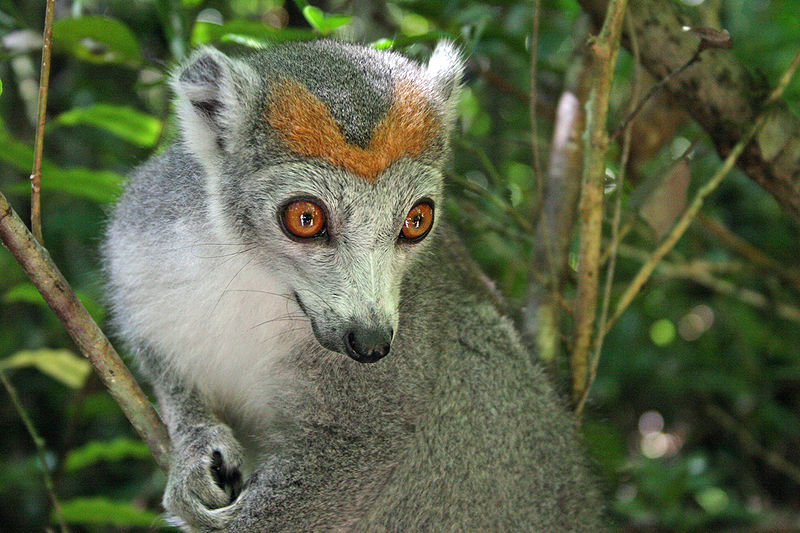 File:Eulemur coronatus2.jpg