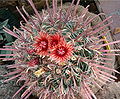 Flowers of 'Ferocactus peninsulae