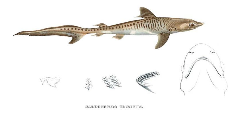 Файл:Galeocerdo tigrinus MUELLER&HENLE.jpg