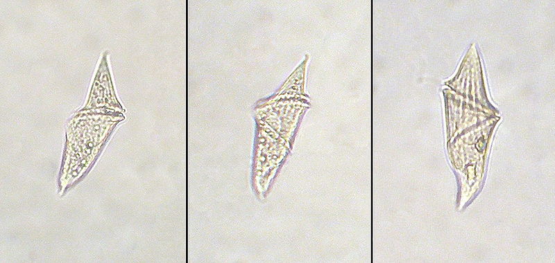 Файл:Gyrodinium spirale.jpg