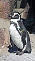 Humboldt Penguin at the Milwaukee County Zoological Gardens