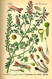 Illustration Fumaria officinalis0.jpg