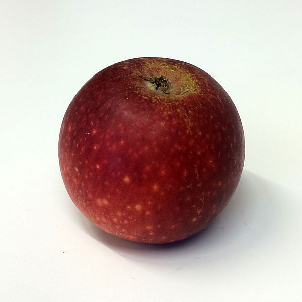 File:Ingrid Marie (apple).jpg