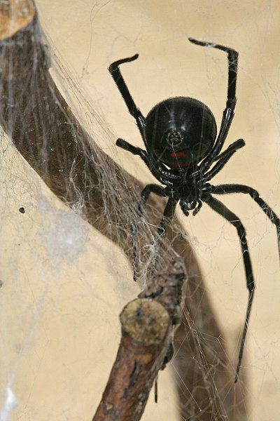 File:Latrodectus hesperus 1.jpg