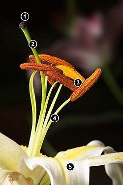 Lilium flower