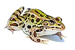 Thumbnail for Northern leopard frog