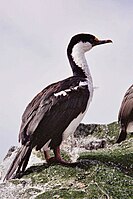 Macquarie Island Shag