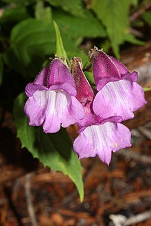 Nothochelone nemorosa 0951.JPG