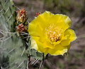 Opuntia humifusa (Eastern Prickly Pear)