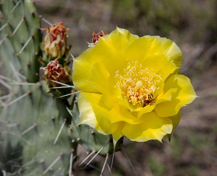 File:Opuntia humifusa flower.jpg