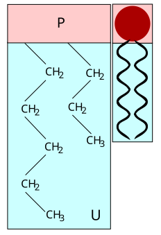 File:Phospholipid structure.svg