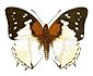 Charaxes hadrianus