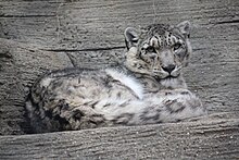 Snow Leopard 13.jpg