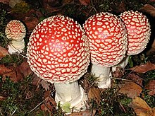 Amanita muscaria fruit bodies.jpg