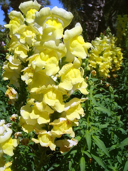 Файл:Antirrhinum-majus-20080320.JPG