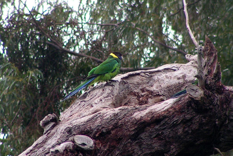 File:Australian Ringneck, Perth.jpg