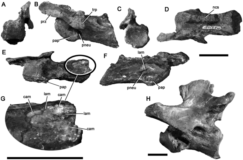 File:Australian Spinosaurid.png