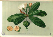 Illustration from Flora de Filipinas by Francisco Manuel Blanco