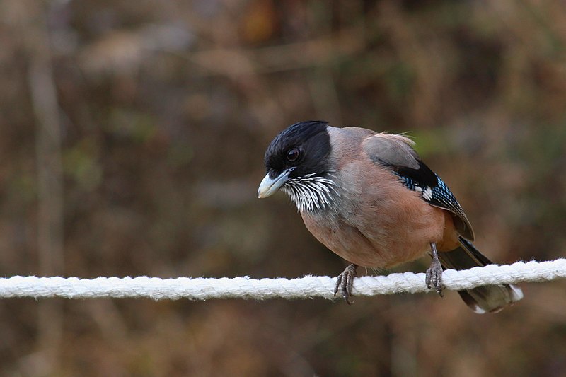 Файл:Black Headed Jay.jpg