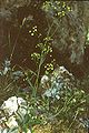 Bupleurum elatum