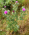 Бодяк обыкновенный (Cirsium vulgare)