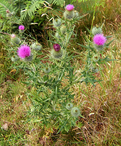 Файл:Cirsium vulgare Harthope.jpg