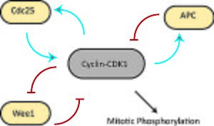 Dosage-response curves