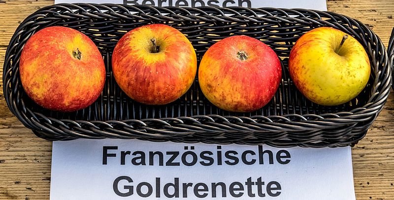 File:Französische Goldrenette jm55174.jpg