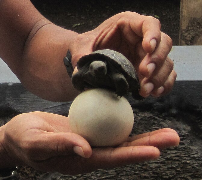 File:Galapagos egg and hatchling.jpg