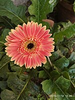 Gerbera daisy orange flower photo taken at Tagore park Mahe District, Puducherry UT